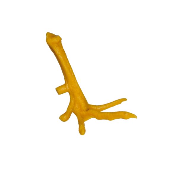 Pata de Plastico para Practica de Amarre